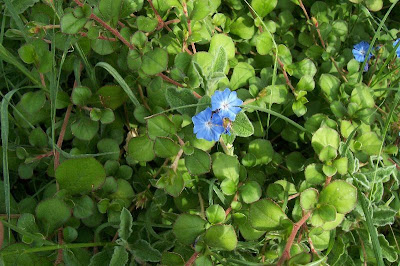Leadwort Leadwort