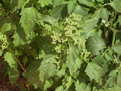 Nettle-leaf goosefoot