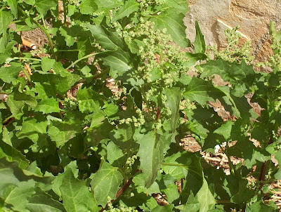 Nettle-leaf goosefoot