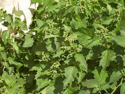Nettle-leaf goosefoot