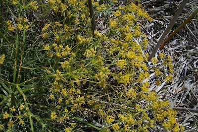 Cachrys libanotis,
Basilisco liscio Cachrys libanotis,
Basilisco liscio