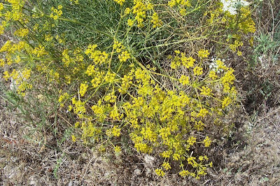 Cachrys libanotis,
Basilisco liscio Cachrys libanotis,
Basilisco liscio