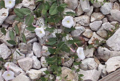 Corda-de-viola Corda-de-viola