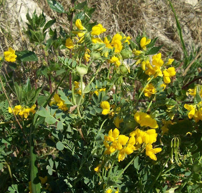 Cornetta di Valenza