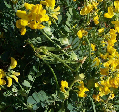 Cornetta di Valenza