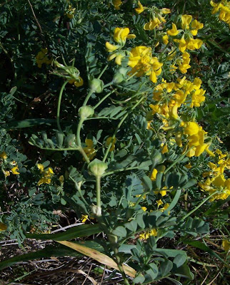 Cornetta di Valenza