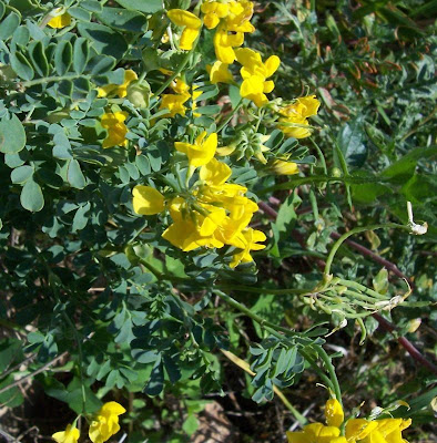Cornetta di Valenza