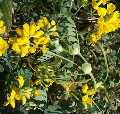 Cornetta di Valenza