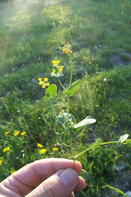 Alacranera común Alacranera común