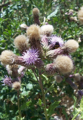 Acker-Distel