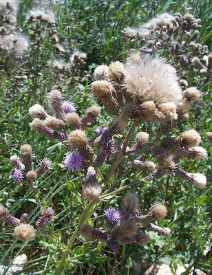 Acker-Distel