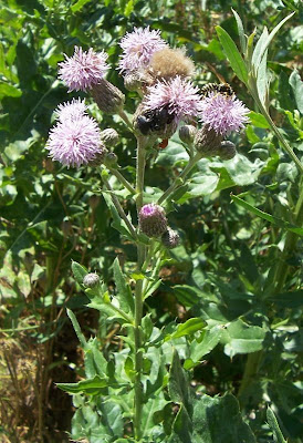 Acker-Distel