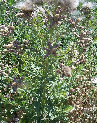 Acker-Distel