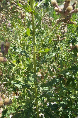 Acker-Distel
