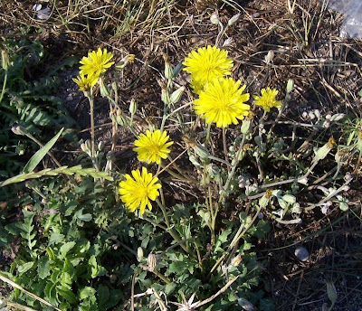 Radicchiella tirrenica
