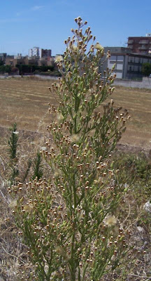 Saeppola di Naudin
