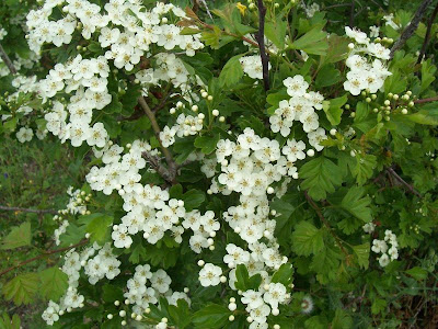 Oneseed hawthorn Oneseed hawthorn