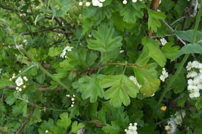 Oneseed hawthorn Oneseed hawthorn