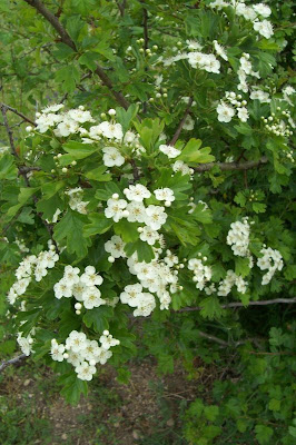 Oneseed hawthorn Oneseed hawthorn