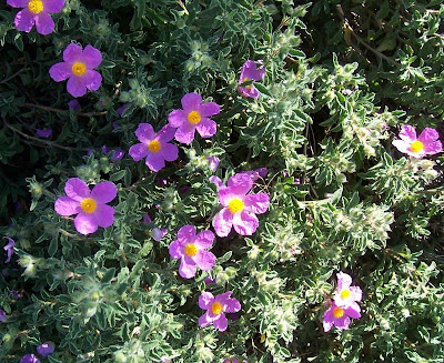 Cisto di Creta Cisto di Creta