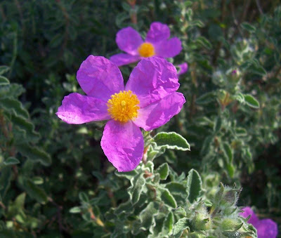Cisto di Creta Cisto di Creta