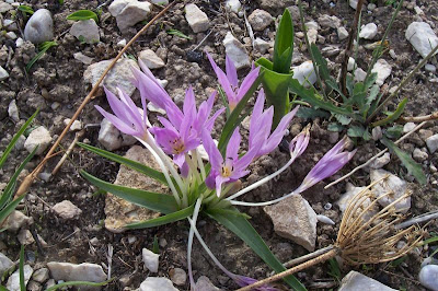Colchico di Cupani Colchico di Cupani