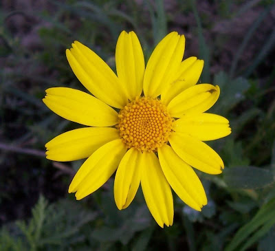 Ingrassabue