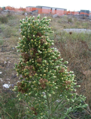 Saeppola di Naudin