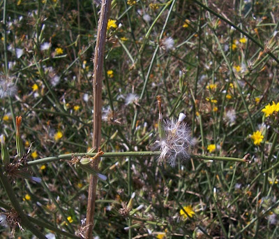 Chondrilla juncea L.