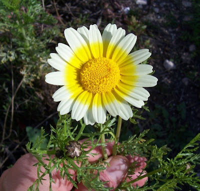 Chrysanthemum coronarium L.