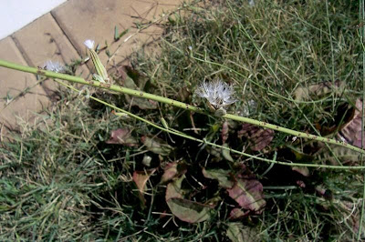 Chondrilla juncea L.