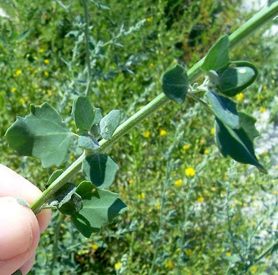 Farinello viburniforme Farinello viburniforme