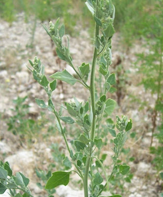 Farinello viburniforme Farinello viburniforme