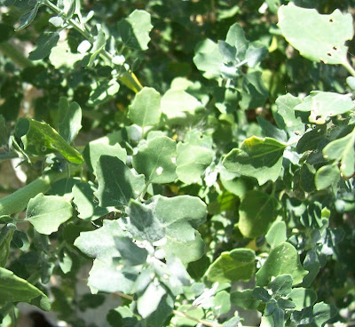 Farinello viburniforme Farinello viburniforme