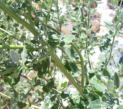 Farinello viburniforme Farinello viburniforme