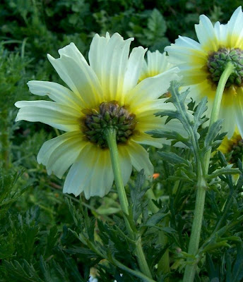 Chrysanthemum coronarium L.