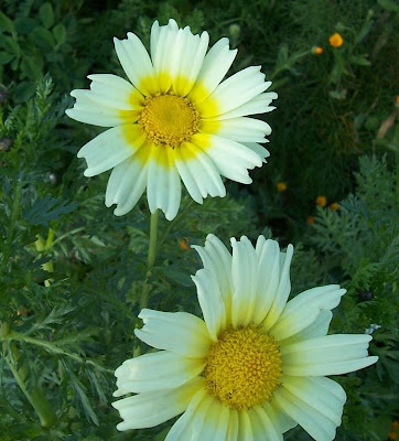 Chrysanthemum coronarium L.