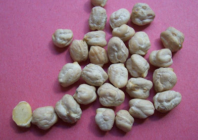 Garbanzo