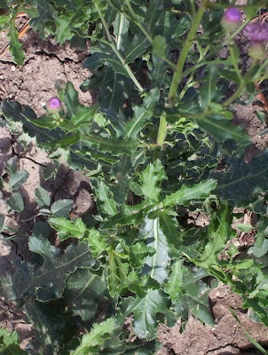 Acker-Distel