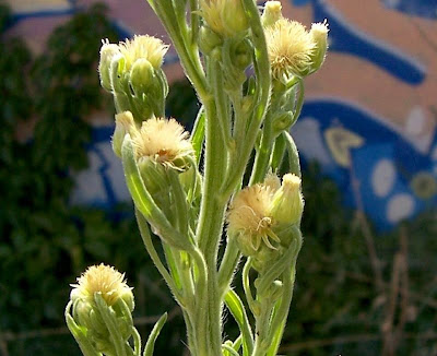 Saeppola di Naudin