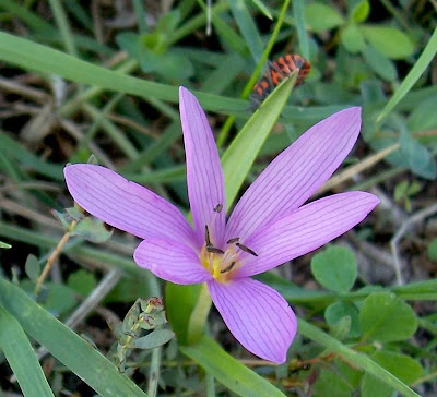 Colchico di Cupani Colchico di Cupani