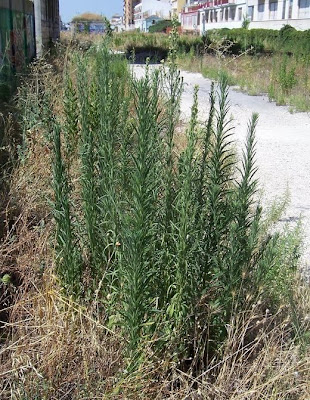 Tall fleabane