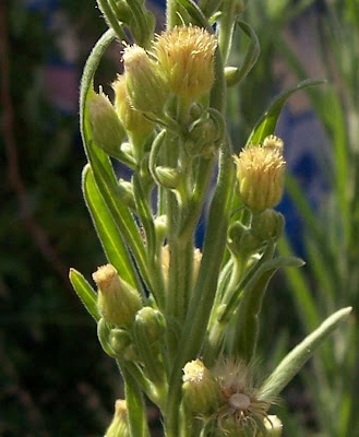 Tall fleabane