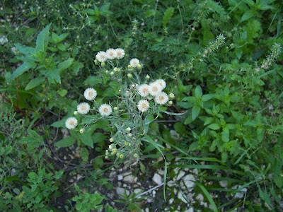 Flax-leaf fleabane