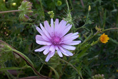 Radicchiella rosea Radicchiella rosea