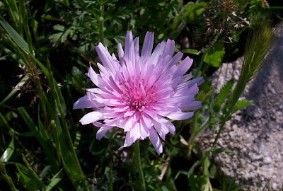 Radicchiella rosea Radicchiella rosea