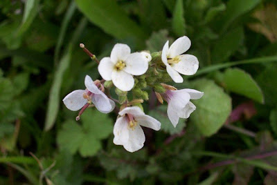 Fausse roquette