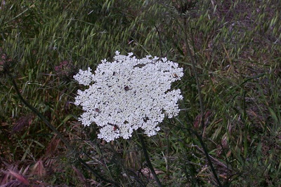Carota coltivata Carota coltivata