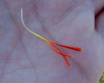 Crocus thomasii Ten.
