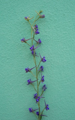 Delphinium halteratum S. et S.